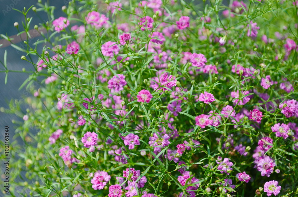 Gypsophila flowers are in full bloom. Small petals are beautiful together. Gypsophila flowers are in full bloom. Small petals are beautiful together.