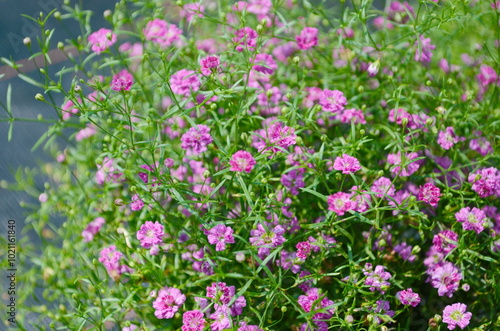 Gypsophila flowers are in full bloom. Small petals are beautiful together.