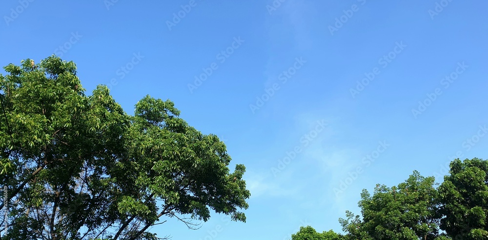 Obraz premium trees under the blue sky background