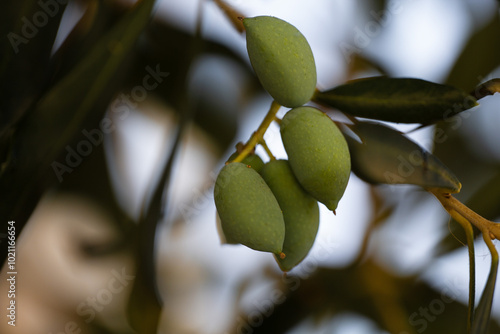 The photo showcases green olives hanging from the branches of an olive tree. The small, plump olives contrast beautifully with the silvery-green leaves, creating a serene photo