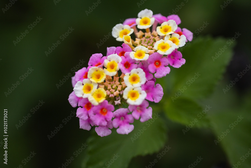 The photo highlights colorful Lantana flowers, showcasing a mix of vibrant orange, yellow, pink, and purple blooms. The small clustered flowers create a lively and cheerful display. The photo highlights colorful Lantana flowers, showcasing a mix of vibrant orange, yellow, pink, and purple blooms. The small clustered flowers create a lively and cheerful display.