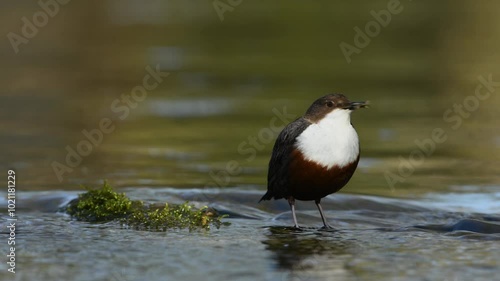 A dipper stands on a stone in a stream with food in its beak