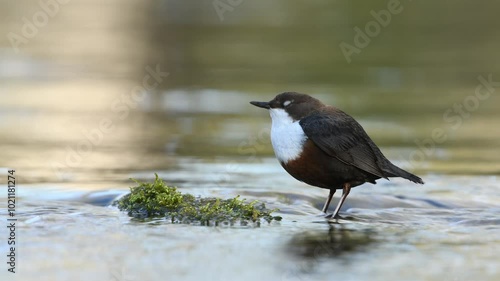 A white-throated dipper stands on a stone in the stream and looks around