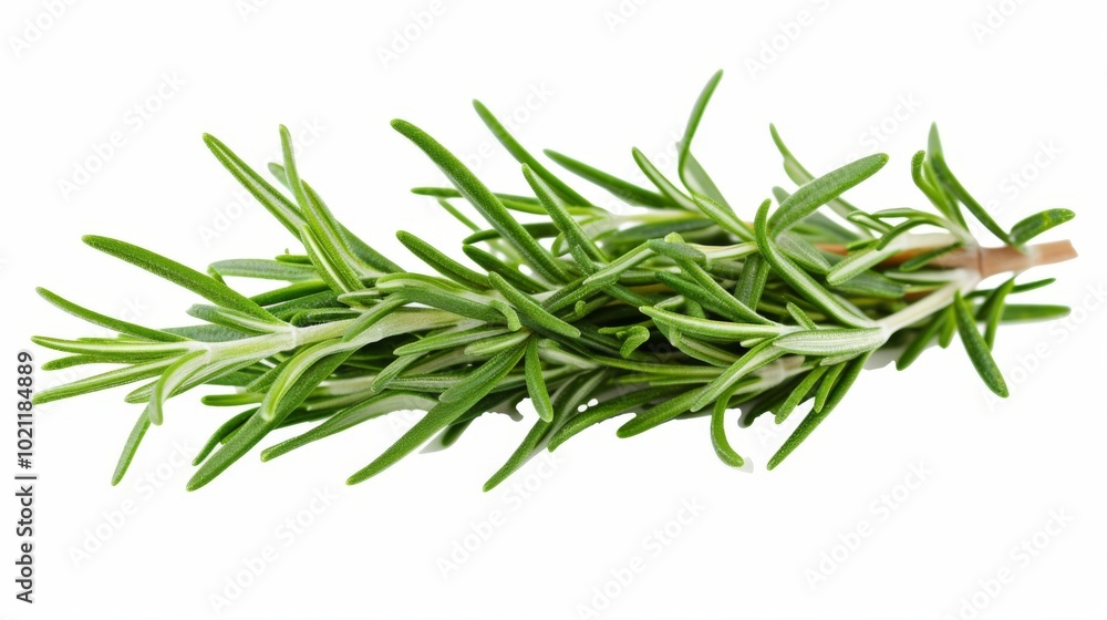 Fresh Rosemary Sprig - Aromatic Herb for Cooking Fresh Rosemary Sprig - Aromatic Herb for Cooking