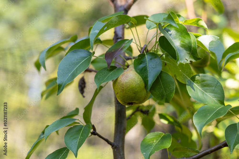 Vibrant green pear grows on a branch among lush leaves, symbolizing summer and healthy eating. Selective focus Vibrant green pear grows on a branch among lush leaves, symbolizing summer and healthy eating. Selective focus