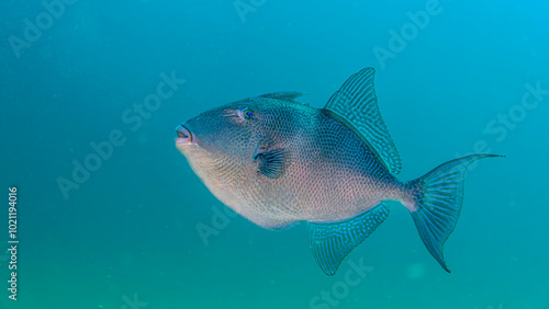 baliste transparence