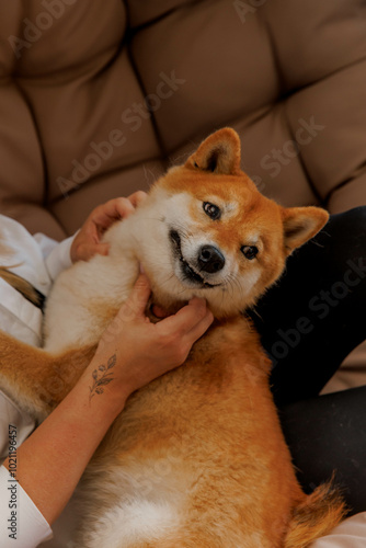 Red fluffy cheerful Shiba Inu dog photo