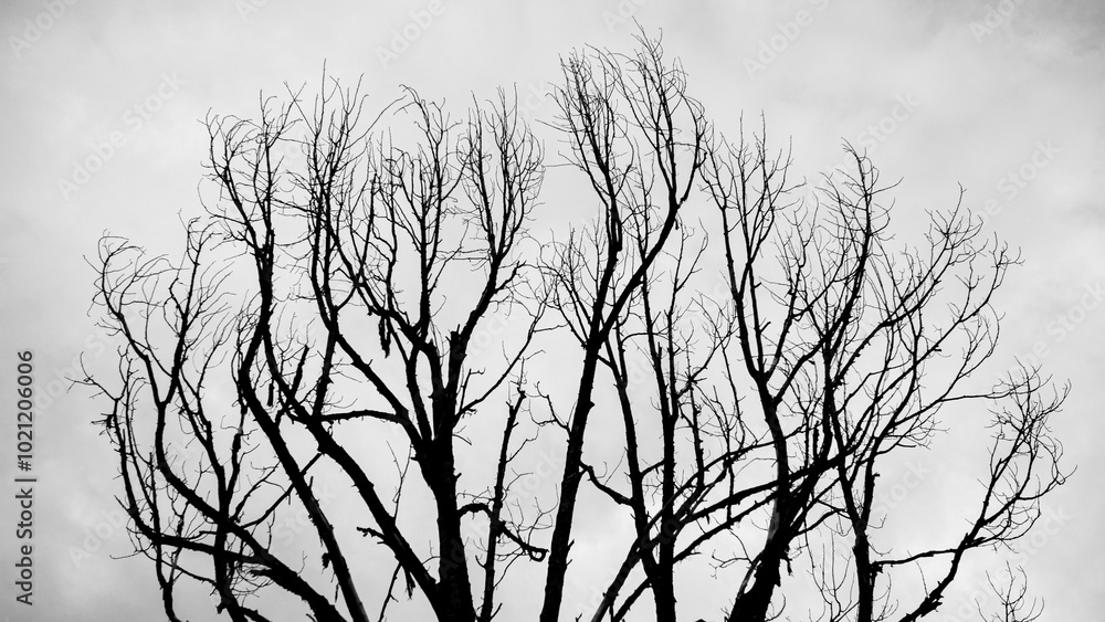 Obraz premium Dead Tree