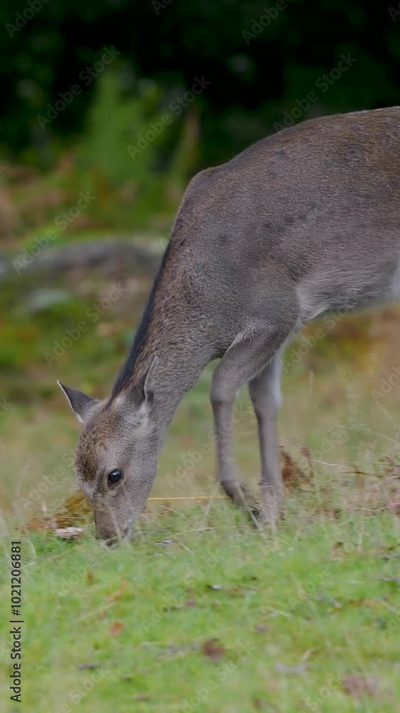 Female Sika Deer and Young Feeding on Acorns Female Sika Deer and Young Feeding on Acorns