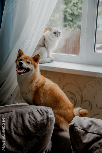 Red fluffy cheerful shiba Inu dog with white british cat at home photo