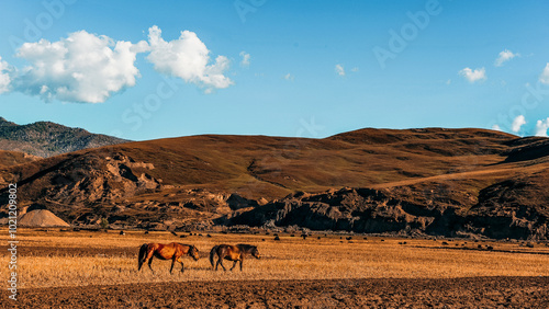 Wild horses of the Tibetan Plateau photo