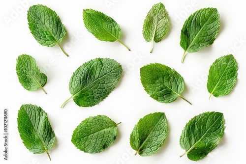 Tropical leaves frame with mint green with white background. Macro photography of green leaves placed on white background with various pattern. Digital image for botanical and summer design. AIG51.