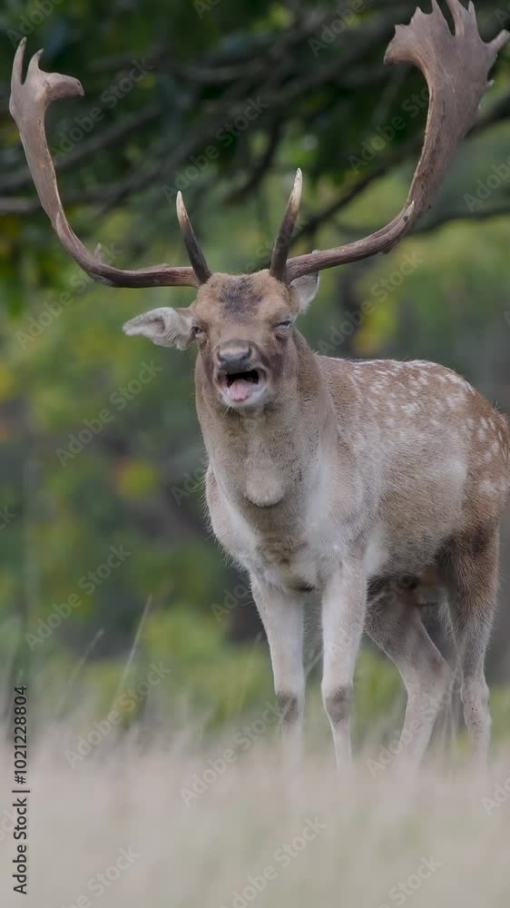 Vertical Video of a Fallow Deer Buck Standing Vertical Video of a Fallow Deer Buck Standing