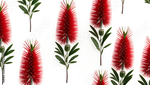 bottlebrush flowers featured plain white background photo