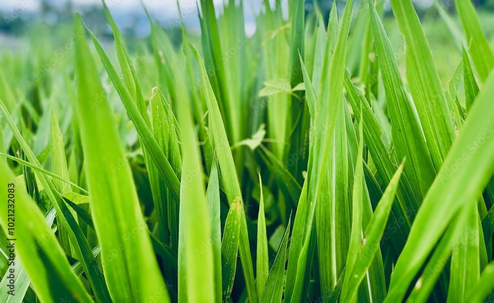 Obraz premium Fresh green grass background close up view