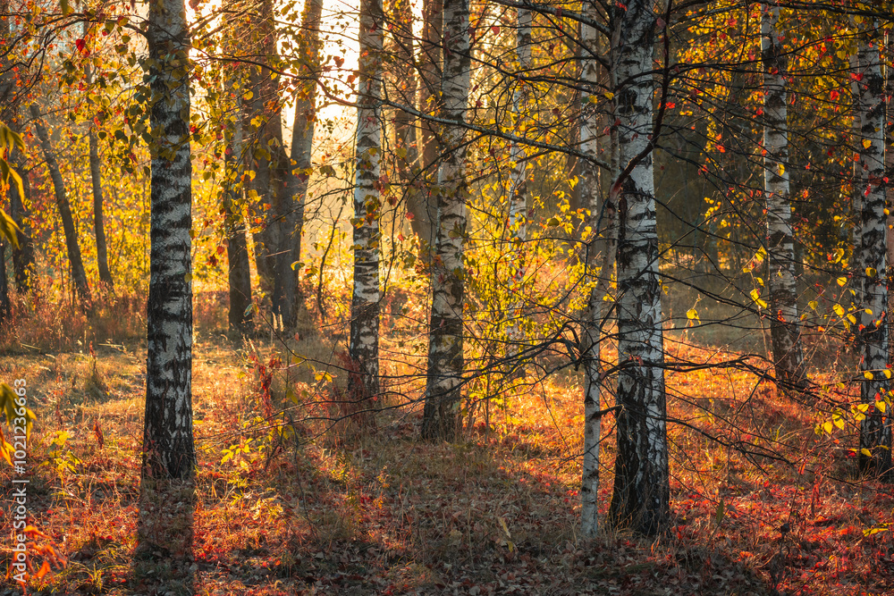 autumn forest in the autumn. A misty morning in the fall forest. autumn forest in the autumn. A misty morning in the fall forest.