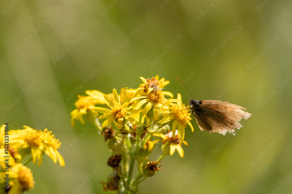 Obraz premium close-up of a tatty meadow brown butterfly (Maniola jurtina) feeding on yellow Ragwort flowers (Senecio jacobaea)