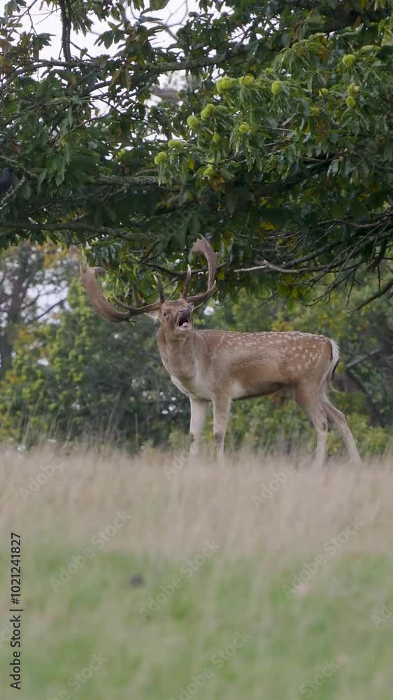 Fallow Deer Buck Bellowing in the Rut
Fallow Deer Buck Bellowing in the Rut