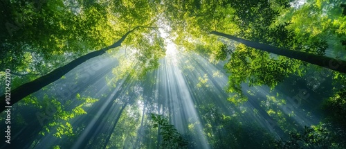Sunlight streams through lush green trees in a serene forest setting.