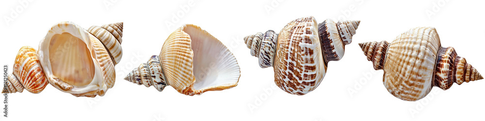 A collection of beautiful seashells displayed against a white isolated background, showcasing nature's intricate designs. A collection of beautiful seashells displayed against a white isolated background, showcasing nature's intricate designs.