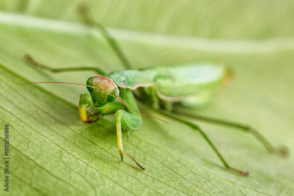 Fototapeta premium Female European Mantis (Mantis religiosa) in nature.Green exotic praying mantis on a plant in wood.Wild foto