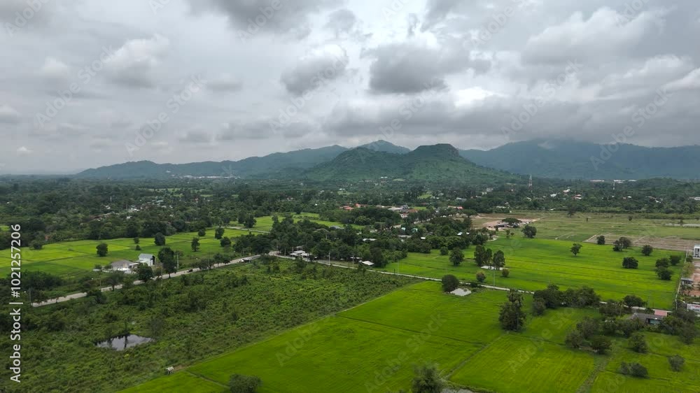 Aerial video view of a farmer taking care of rice plants. Aerial video view of a farmer taking care of rice plants.
