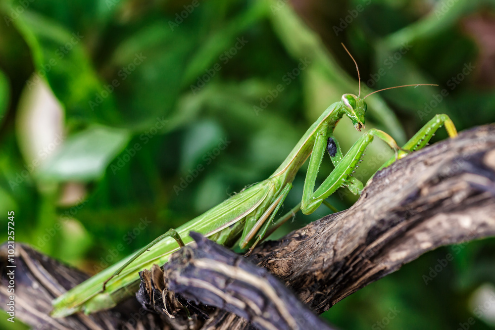 Female European Mantis (Mantis religiosa) in nature.Green exotic praying mantis on a plant in wood.Wild foto Female European Mantis (Mantis religiosa) in nature.Green exotic praying mantis on a plant in wood.Wild foto