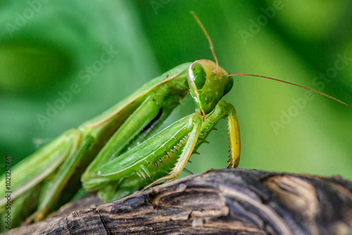 Female European Mantis (Mantis religiosa) in nature.Green exotic praying mantis on a plant in wood.Wild foto