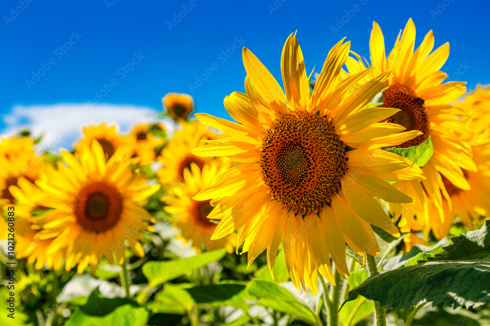 Fototapeta premium Agricultural field with yellow sunflowers against the sky with clouds.Sunflower field.Gold sunset. Sunflower closeup.Agrarian industry. flowers image