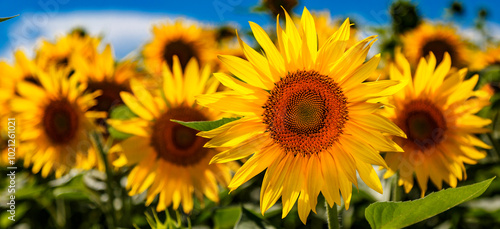 Agricultural field with yellow sunflowers against the sky with clouds.Sunflower field.Gold sunset. Sunflower closeup.Agrarian industry. flowers image