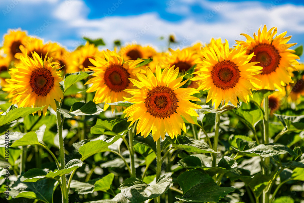 Agricultural field with yellow sunflowers against the sky with clouds.Sunflower field.Gold sunset. Sunflower closeup.Agrarian industry. flowers image Agricultural field with yellow sunflowers against the sky with clouds.Sunflower field.Gold sunset. Sunflower closeup.Agrarian industry. flowers image