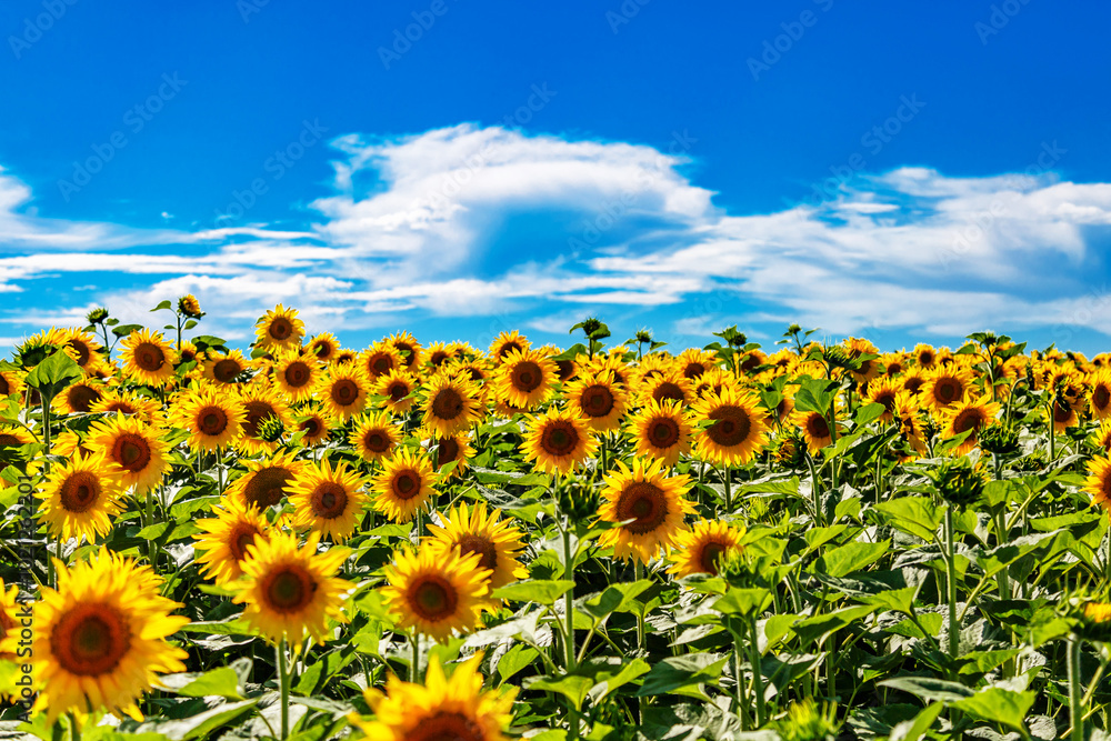 Fototapeta premium Agricultural field with yellow sunflowers against the sky with clouds.Sunflower field.Gold sunset. Sunflower closeup.Agrarian industry. flowers image