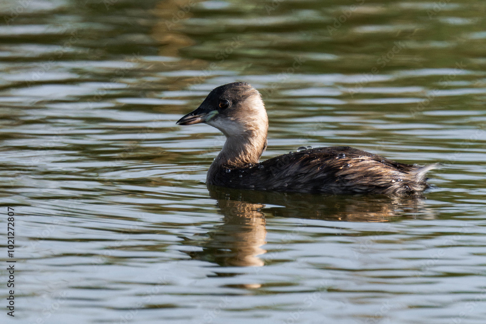 Little grebe (Tachybaptus ruficollis), also known as dabchick Little grebe (Tachybaptus ruficollis), also known as dabchick