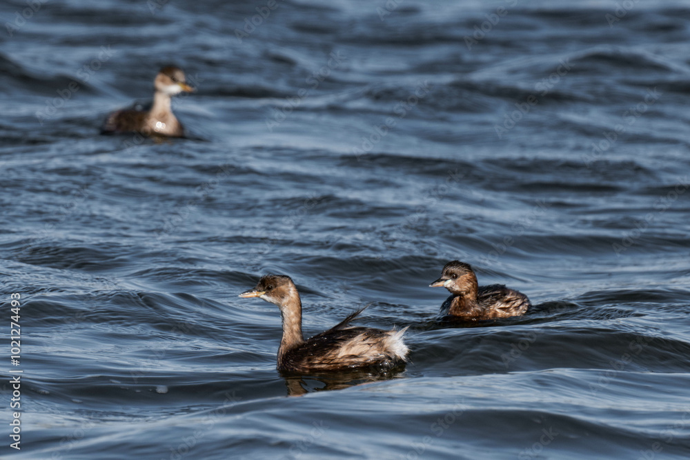 Little grebe (Tachybaptus ruficollis), also known as dabchick Little grebe (Tachybaptus ruficollis), also known as dabchick
