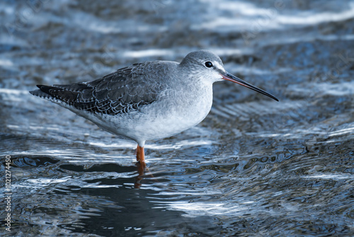 Spotted redshank (Tringa erythropus) walking in the water photo