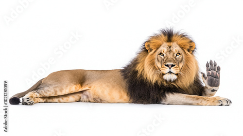 Majestic lion with flowing mane, gracefully waving its paw