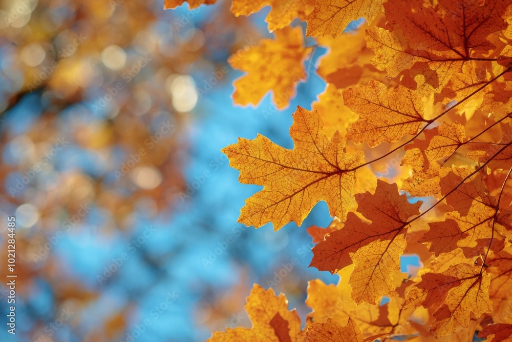 Fallen Leaves Season Background Fallen Leaves Season Background