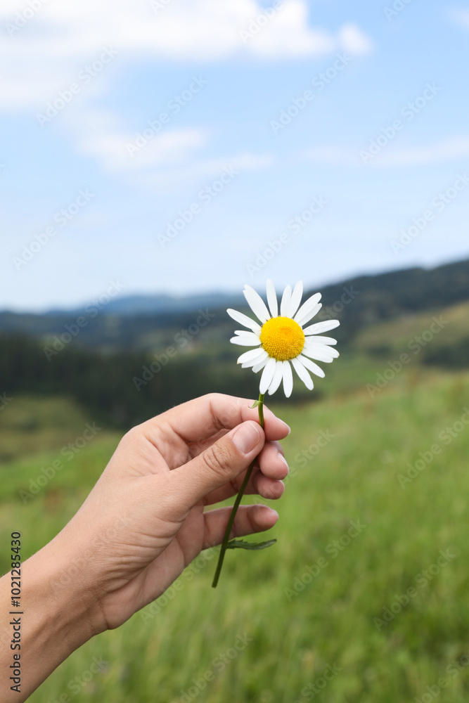 Woman holding beautiful chamomile flower outdoors, closeup Woman holding beautiful chamomile flower outdoors, closeup