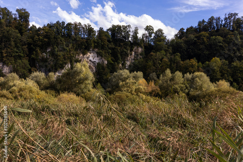 trees in the mountains