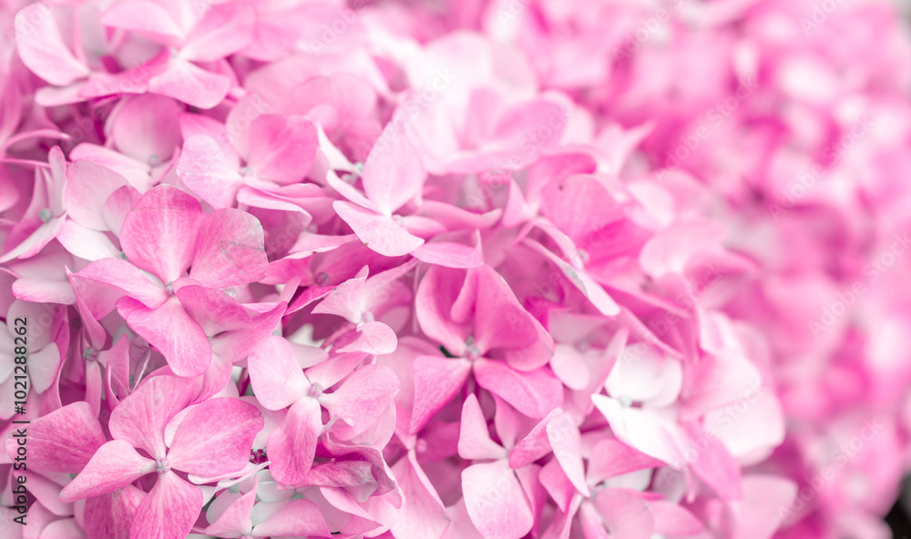 Obraz premium Pink flowers close up. Bouquet of purple flowers. City flower beds, a beautiful and well-groomed garden with flowering bushes.
