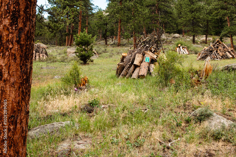 Dead pines, from the mountain pine beetle infestation, have been cut down and piled for winter burning within Rocky Mountain National Park, Colorado Dead pines, from the mountain pine beetle infestation, have been cut down and piled for winter burning within Rocky Mountain National Park, Colorado