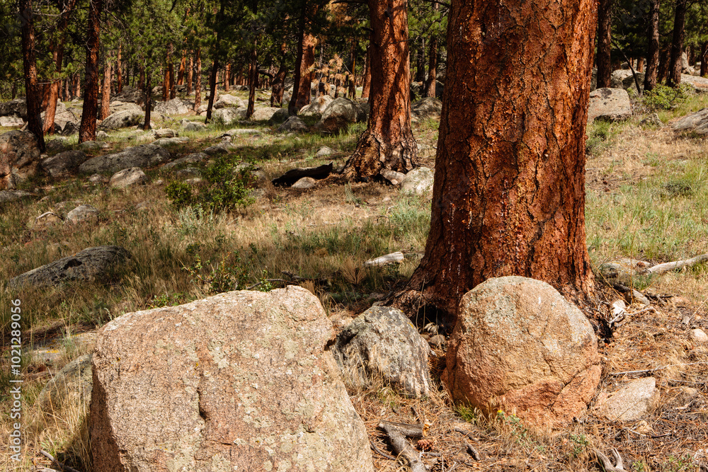 Boulders and ponderosa pines cover the hillside near Moraine Park Campground in Rocky Mountain National Park, Colorado. Boulders and ponderosa pines cover the hillside near Moraine Park Campground in Rocky Mountain National Park, Colorado.