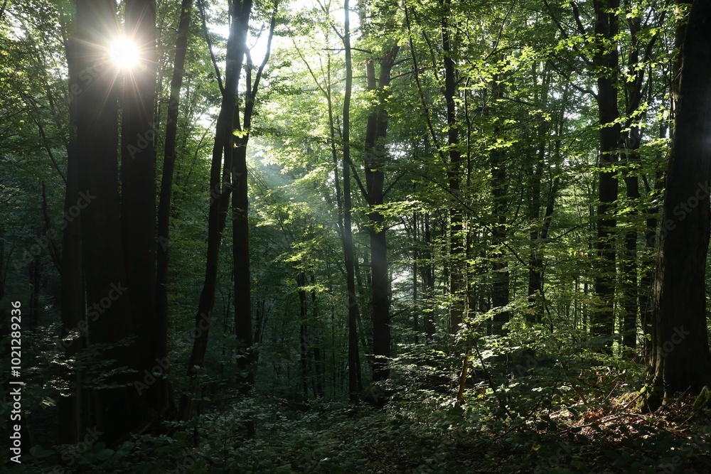 Beautiful view of forest with many trees in morning Beautiful view of forest with many trees in morning