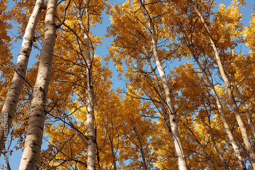 Within Pike Lake Unit, Kettle Moraine State Forest, Hartford, Wisconsin in October, looking up the aspen trees displaying their bright gold colors against the blue sky