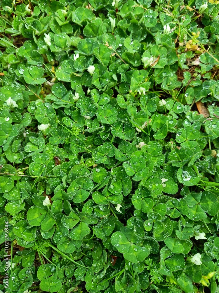 green petals, for someone a trifle, and someone finds luck green petals, for someone a trifle, and someone finds luck