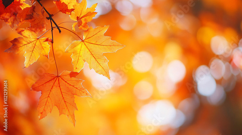 Yellow maple leaves against the background of a blurred beautiful autumn park. Design template for wallpapers, backdrops and autumn backgrounds with copyspace