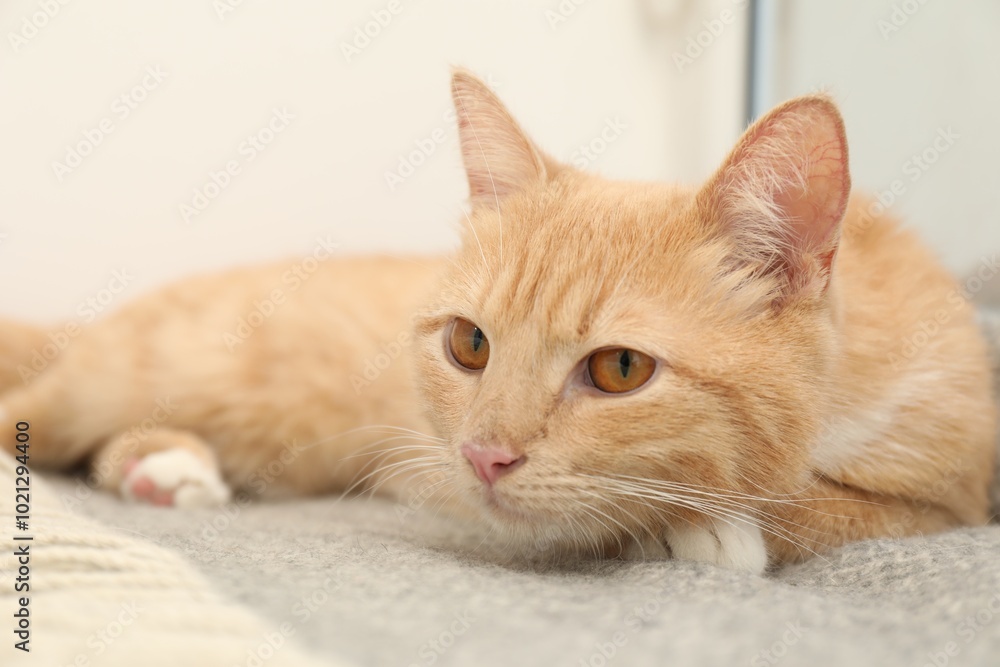 Cute ginger cat lying on blanket at home Cute ginger cat lying on blanket at home
