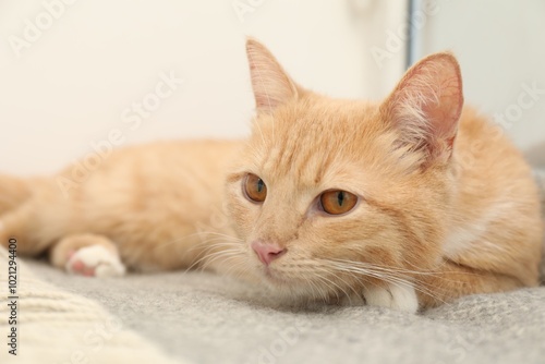 Cute ginger cat lying on blanket at home