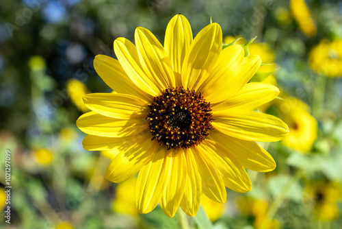 yellow flower in the garden