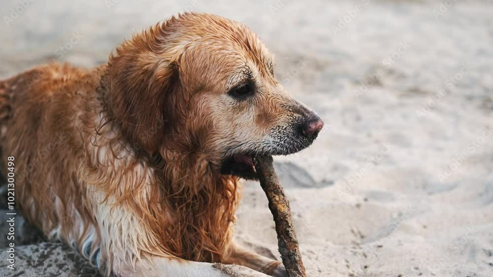 Golden Retriever Dog Running In Slow Motion Golden Retriever Dog Running In Slow Motion